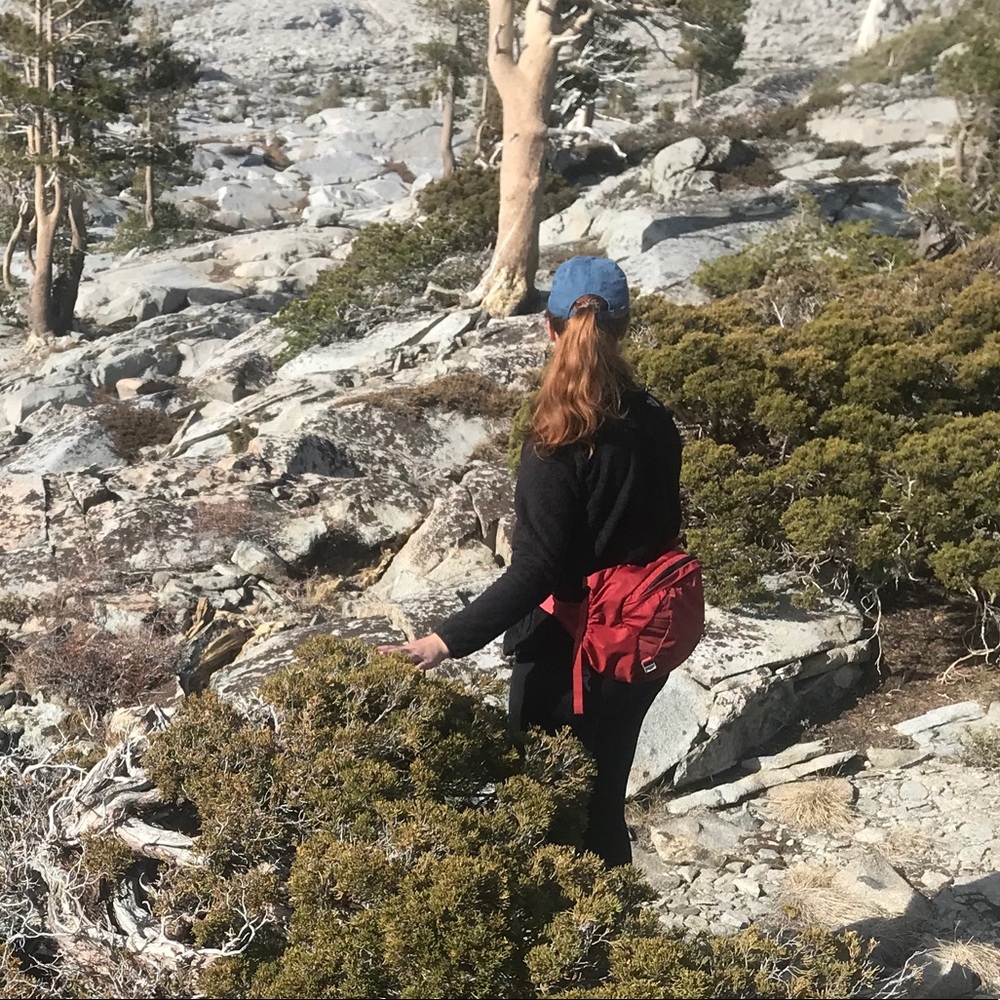Juniper